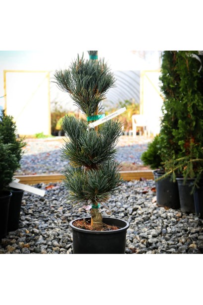 Сосна дрібноквіткова Темпельгоф